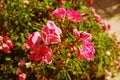 Closeup of a beautiful bush of pink roses. Royalty Free Stock Photo