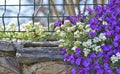 beautiful bush of purple bell flowers blooming on a rocky wall closed a garden