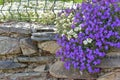 purple bell flowers blooming on a rocky wall closed a garden