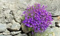 bush of purple bell flowers blooming on a rocky wall closed a garden