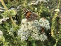 Closeup beautiful butterflies sitting on flower