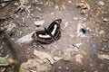 Closeup beautiful butterfly,Color Sergeant/female Athyma nefte with brown,white and yellow colors