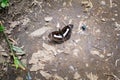 Closeup beautiful butterfly,Color Sergeant/female Athyma nefte with brown,white and yellow colors