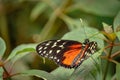 Closeup of a beautiful butterfly on a green leaf in a garden Royalty Free Stock Photo