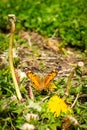 Closeup of a beautiful butterfly with orange & black wings, sitting on a yellow blooming dandelion among lush green Royalty Free Stock Photo