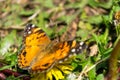 Closeup of a beautiful butterfly with orange & black wings, sitting on a yellow blooming dandelion among lush green Royalty Free Stock Photo