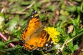 Closeup of a beautiful butterfly with orange & black wings, sitting on a yellow blooming dandelion among lush green Royalty Free Stock Photo