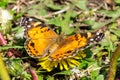 Closeup of a beautiful butterfly with orange & black wings, sitting on a yellow blooming dandelion among lush green Royalty Free Stock Photo