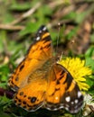 Closeup of a beautiful butterfly with orange & black wings, sitting on a yellow blooming dandelion among lush green Royalty Free Stock Photo