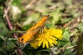 Closeup of a beautiful butterfly with orange & black wings, sitting on a yellow blooming dandelion among lush green Royalty Free Stock Photo