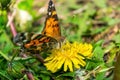 Closeup of a beautiful butterfly with orange & black wings, sitting on a yellow blooming dandelion among lush green Royalty Free Stock Photo