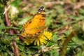 Closeup of a beautiful butterfly with orange & black wings, sitting on a yellow blooming dandelion among lush green Royalty Free Stock Photo