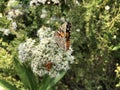 Closeup beautiful butterfly sitting on flower Royalty Free Stock Photo