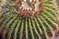 Closeup of a beautiful cactus. Canary Islands.Spain.