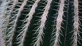 Closeup beautiful cactus in natural light