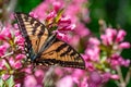 Closeup of Canadian Tiger Swallowtail butterfly on Weigela flowers