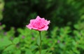 Beautiful Cerise Pink Bourbon Rose Blooming in the Garden Royalty Free Stock Photo