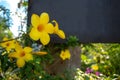 Closeup of allamanda flowers on blurred background Royalty Free Stock Photo