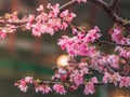 Closeup beautiful Cherry blossom or Sakura flowers in spring season. Royalty Free Stock Photo