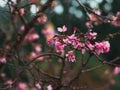 Closeup beautiful Cherry blossom or Sakura flowers in spring season. Royalty Free Stock Photo