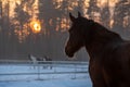 Closeup of beautiful chestnut horse with white blaze looking to the other horses in winter evening Royalty Free Stock Photo