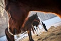 Closeup of beautiful chestnut horse with white blaze in rays of winter evening sunset. Royalty Free Stock Photo