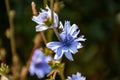 Closeup of beautiful Chicory flowers in a garden on a sunny day