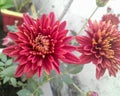 Closeup of beautiful chrysanthemum flowers blooming isolated from green leaves plant growing in the garden, flower photography Royalty Free Stock Photo