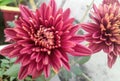 Closeup of beautiful chrysanthemum flowers blooming isolated from green leaves plant growing in the garden, flower photography Royalty Free Stock Photo