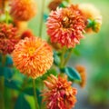 Closeup beautiful chrysanthemum flowers Royalty Free Stock Photo