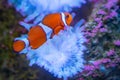 Closeup of a beautiful clownfish swimming in the fish tank Royalty Free Stock Photo