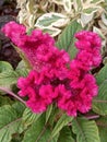 A closeup of beautiful cockscomb flower or pink velvet flower