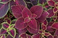 Close up of beautiful Coleus plant top views