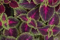 Close up of beautiful Coleus plant top views