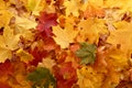 Closeup colorful fallen leaves on the ground.Texture of yellow,red and orange maple leaves.Autumn background Royalty Free Stock Photo