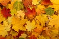 Closeup beautiful colorful fallen leaves on the ground.Texture of yellow,red and orange maple leaves.Autumn background Royalty Free Stock Photo