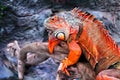 Closeup of a beautiful colorful iguana in the terrarium. Reptile Royalty Free Stock Photo