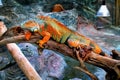 Closeup of a beautiful colorful iguana in the terrarium. Reptile Royalty Free Stock Photo