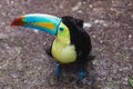 Closeup of a beautiful and colorful keel billed toucan