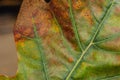 A closeup of a beautiful colorful oak leaf with main and secondary veins, spots of green, red and orange colors. Royalty Free Stock Photo