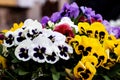 Closeup of beautiful colorful pansy flowers in a bouquet on a blurry backgrou Royalty Free Stock Photo