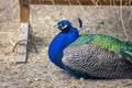 Closeup of beautiful colorful peacock lying on ground
