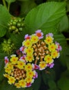 Beautiful colorful tiny flower cluster