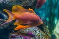 Closeup of a beautiful and colorful tropical fish, exotic fish specie