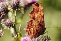 Closeup of Comma butterfly on pink flower