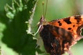 Closeup of a beautiful comma butterfly (Polygonia c-album) on a green leaf under the sunlight Royalty Free Stock Photo