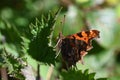 Closeup of a beautiful comma butterfly (Polygonia c-album) on a green leaf under the sunlight Royalty Free Stock Photo