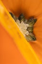 Closeup on a beautiful composition of pumpkin in warm vibrant color