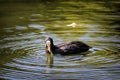 Closeup of a beautiful coot bird swimming in the lake