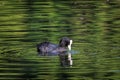 Closeup of a beautiful coot bird swimming in the lake